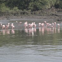 Мумбай розовые фламинго :: maikl falkon 