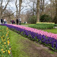 Keukenhof :: Елена Гришина