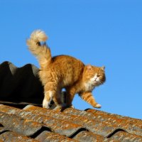 Рыжий кот на рыжей крыше))) :: Евгения Бурлуцкая