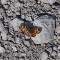 Бабочка на камне. :: Анастасия Ляхина