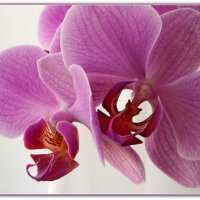 Орхидея :: Александр Гапоненко
