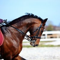 конный спорт :: Elya Vatel