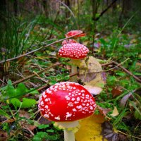 Чем дальше в лес- тем сочнее Красные шапочки! :: Владимир Харченко