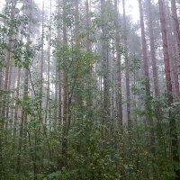 Таинственный туман в лесу :: Наталия Павлова
