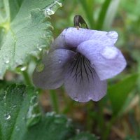 Viola palustris :: Марина Ильина