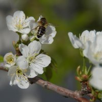 Пчелы на черешне :: Елена Ягодина