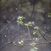 майский снег :: Юлия Вяткина