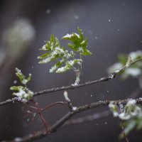 майский снег :: Юлия Вяткина