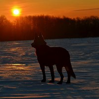 МОРОЗНОЕ УТРО... :: АЛЕКСАНДР ТРУХАЧЁВ