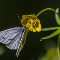Бабочка и цветок. :: Igor Yakovlev