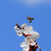 Пчела Мая -2 :: Valery Penkin