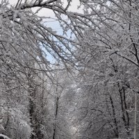 Редкий снег в Ростове :: Наталья Аринцева