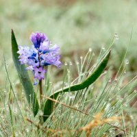 Гиацинтелла Палласа — Hyacinthella pallasiana (Stev.) Losinsk. = Hyacinthus pallasianus Stev. :: Евгения Климина