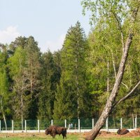 Беловежская пуща. Беларусь. :: Александр Манько