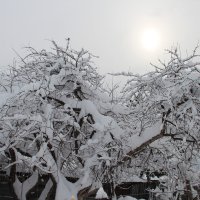 После снегопада :: Инна Кузнецова