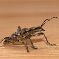 Гламурный жук. Фото №1 :: Nikolay T
