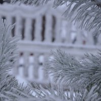Зимняя елка :: Анна Сурина