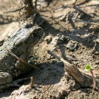 25.12.2010 Зеленая жаба (лат. Pseudepidalea viridis) :: Борис Ржевский