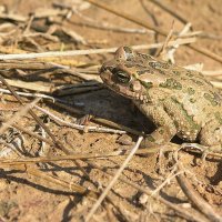 25.12.2010 Зеленая жаба (лат. Pseudepidalea viridis) :: Борис Ржевский