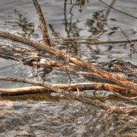 Умершее дерево, принятое водами Днепра. :: Stas Storcheus