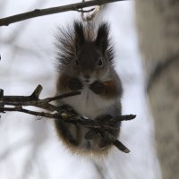 В ожидании обеда :: Виталий Житков