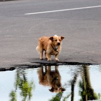 ....Надежда умирает последней...... :: Дмитрий Иншин