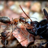 Охота на жука 3 :: Асылбек Айманов