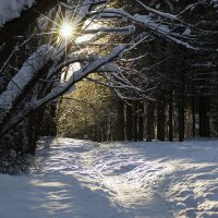 Мороз и солнце :: Сергей Добрыднев