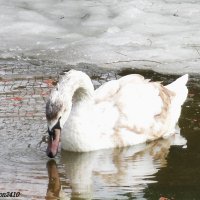 На птичьей площадке в парке Революции. Ростов-на-Дону :: Нина Бутко