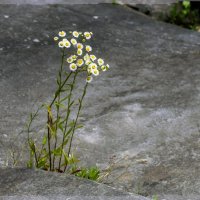 И на камнях растут ромашки. :: ALLA Melnik 