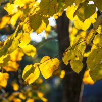 осение листья :: владимир 