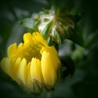Рождение хризантемы :: Нина Корешкова