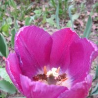 Необычный цвет тюльпана :: Дмитрий Никитин