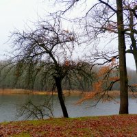 серая вода, голые ветки :: Александр Прокудин