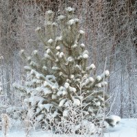 Сосенки-сестренки :: Наталья Пендюк Пендюк