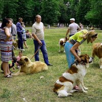 Выставка собак :: Владимир Болдырев