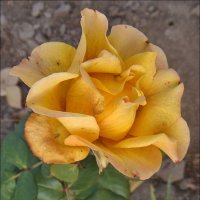 Ноябрьская роза :: Нина Корешкова
