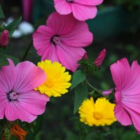 Цветы августа :: Мария Кухта