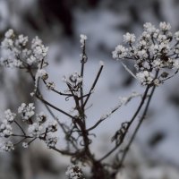 Белый цветок :: Андрей Михайлин