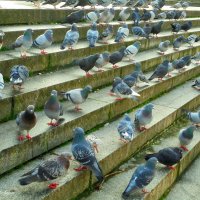 Голуби на лестнице у озера Альстер :: Nina Yudicheva