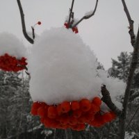 Лёгкие снежные шапки :) :: Владимир Звягин