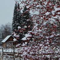 Поздняя осень :: Вера Андреева