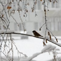 Первый  снег........... :: Валерия  Полещикова 