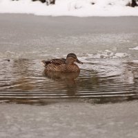 ... :: Владимир Зырянов