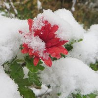 Первый снег! :: Ирина Олехнович