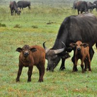 Кенийские буйволы :: Алена Карташова