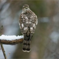 Перепелятник :: Анна Солисия Голубева