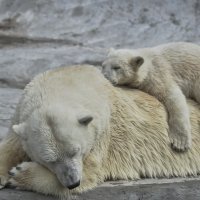 Спят твои соседи, белые медведи... :: Alexandr Zykov 