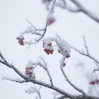 Зимнее кружево :: ЛЮБОВЬ ВОЛГИНА