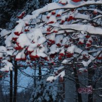 Утро после снегопада. :: Наталья Золотых-Сибирская